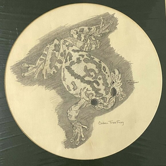 Cuban Tree Frog Pencil Drawing Signed JT Freshour Home Decor Wall Art Science - Picture 1 of 3